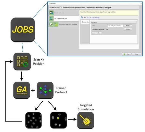 Módulo JOBS del Software Nis-Elements Nikon Izasa