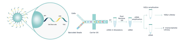 SeekOne - DD Single Cell Immune Profiling kit