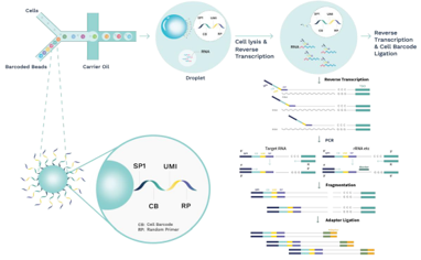 SeekOne - DD Single Cell Full-length RNASequence Transcriptome-seq (scFAST-seq)