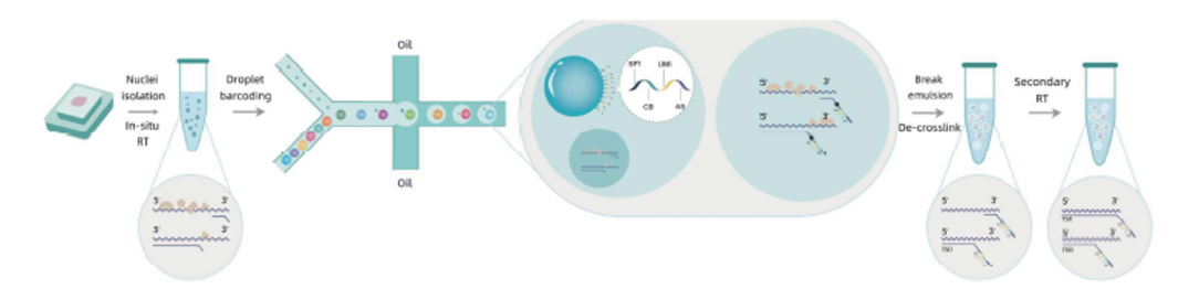 SeekOne ® DD Single Cell FFPE Sincle Cell Transcriptome-seq