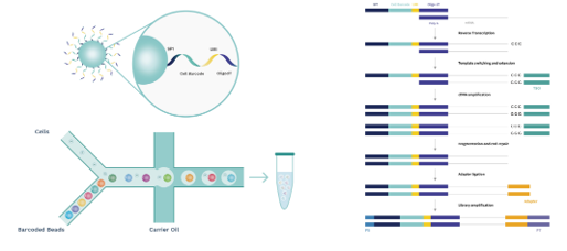 SeekOne - DD Single Cell 3' Transcriptome-seq kit 